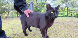 ナデナデされる黒猫