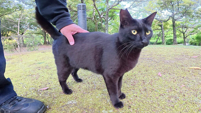 ナデナデされる黒猫