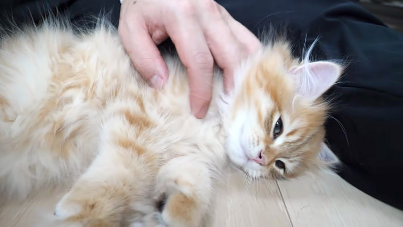 ナデナデを堪能するフワフワ子猫