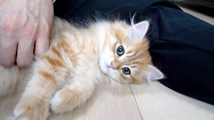 ナデナデを堪能するフワフワ子猫