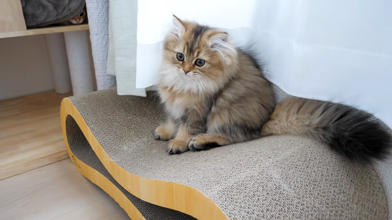 チョコンと座る子猫