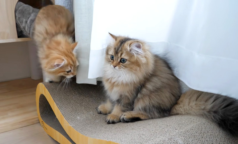 突然子猫の後ろから兄弟が現れた