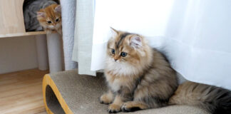 突然子猫の後ろから兄弟が現れた
