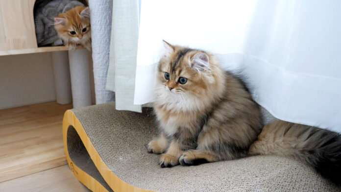 突然子猫の後ろから兄弟が現れた