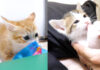 ワイルドな姉猫と野生味ゼロの弟猫