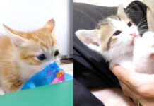 ワイルドな姉猫と野生味ゼロの弟猫