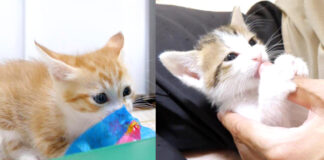 ワイルドな姉猫と野生味ゼロの弟猫