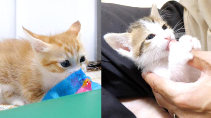 wildzero_neko_title ワイルドな姉猫と野生味ゼロの弟猫
