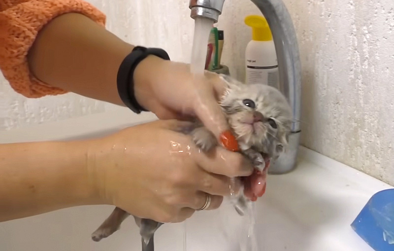 初めてのお風呂に入った保護子猫