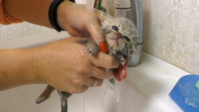 yowattaofuro_neko_title 初めてお風呂に入った保護子猫