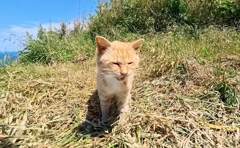 絶景の展望所でひとりで暮らす猫