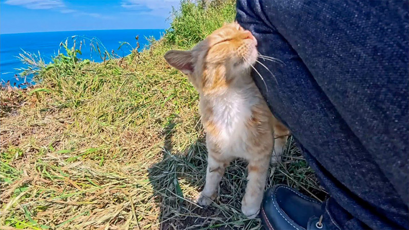足にスリスリする猫