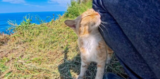 足にスリスリする猫