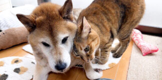 大好きな柴犬にスリスリする猫