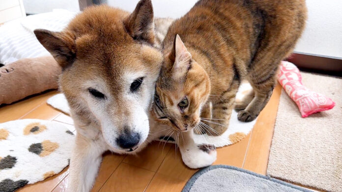 大好きな柴犬にスリスリする猫