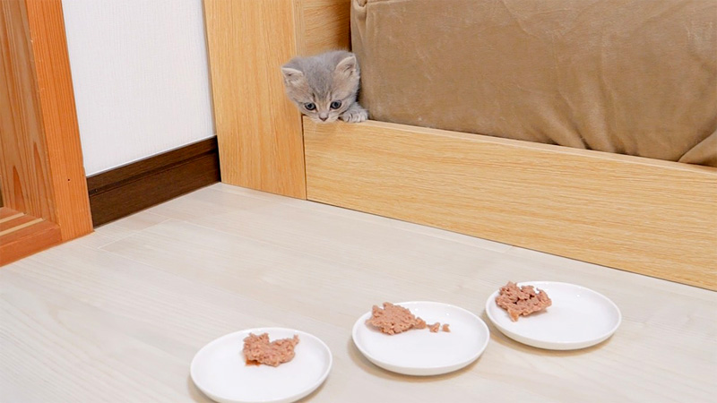 穴から出てきた子猫