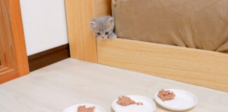 穴から出てきた子猫