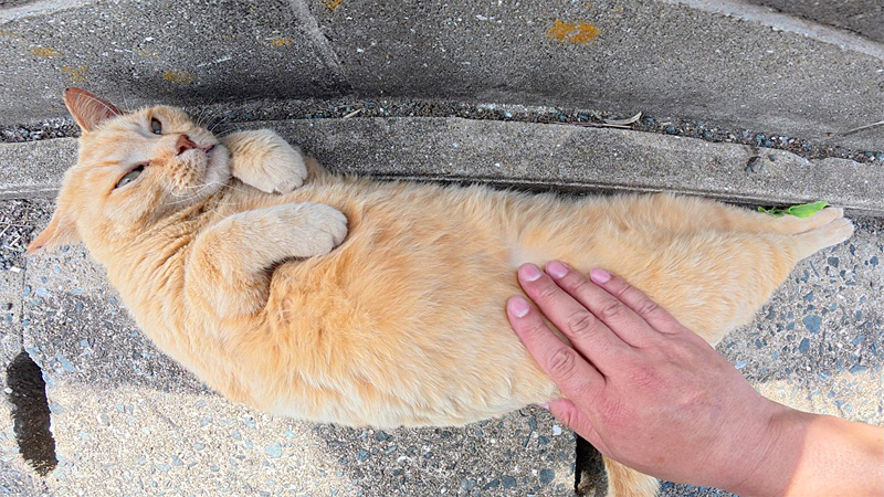 バナナみたいになった猫