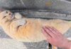 バナナみたいになった猫