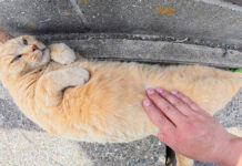 バナナみたいになった猫