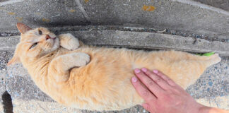 バナナみたいになった猫