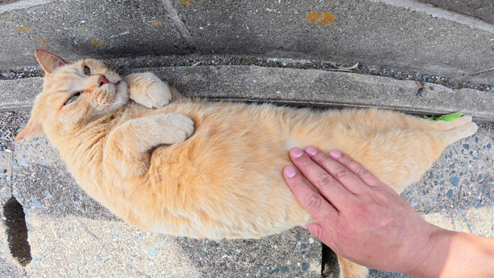 バナナみたいになった猫