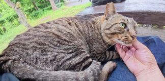 膝の上でナデナデされながらくつろぐ猫