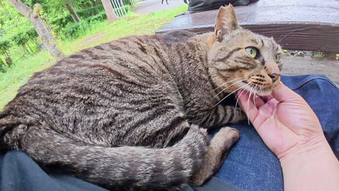 膝の上でナデナデされながらくつろぐ猫