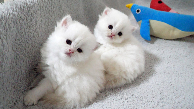 見つめる子猫達