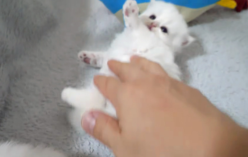 ビックリしてひっくり返った子猫