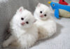 見つめる子猫達
