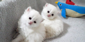 見つめる子猫達