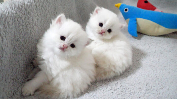 見つめる子猫達