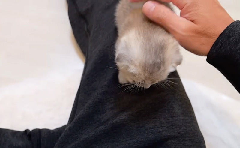 膝の上に乗ってきた子猫