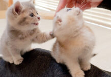 撫でられたい子猫達