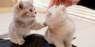 撫でられたい子猫達