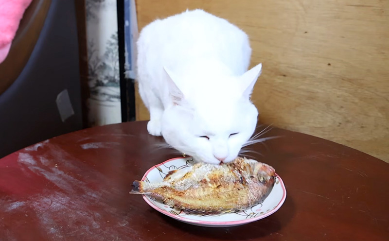 ちゃぶ台の上の焼き鯛が気になる猫
