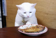 ちゃぶ台の上の焼き鯛が気になる猫