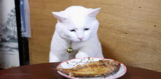 ちゃぶ台の上の焼き鯛が気になる猫