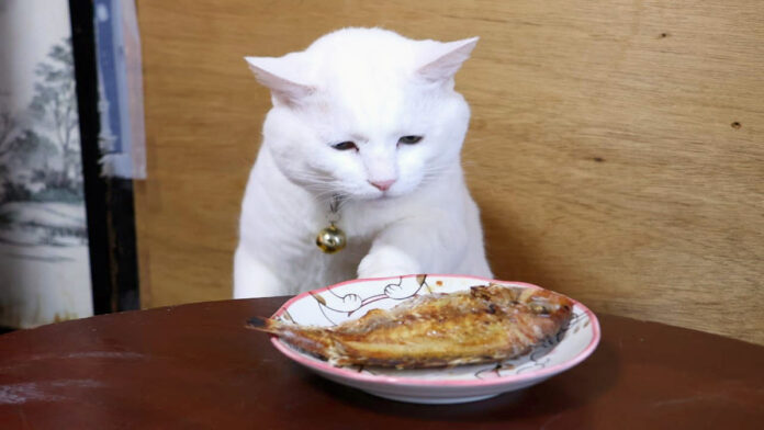 ちゃぶ台の上の焼き鯛が気になる猫