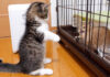 ちょっかいを出しすぎて怒られてしまった子猫