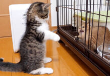ちょっかいを出しすぎて怒られてしまった子猫
