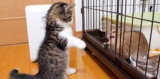 ちょっかいを出しすぎて怒られてしまった子猫