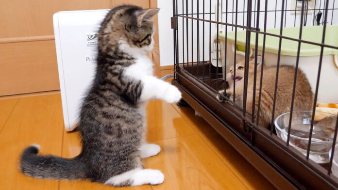 ちょっかいを出しすぎて怒られてしまった子猫