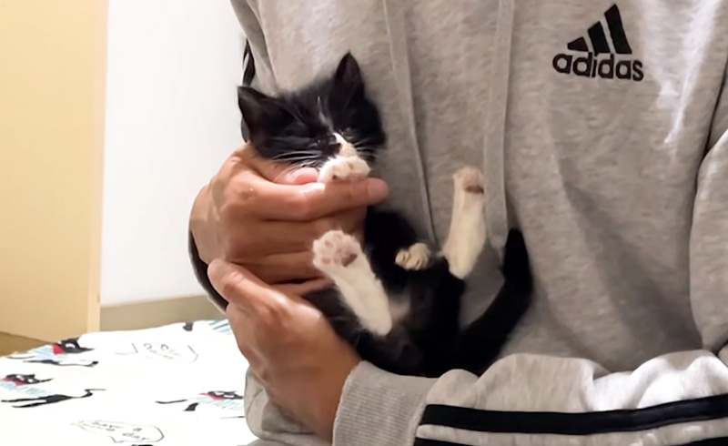 抱っこされると5秒で眠る子猫