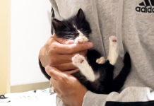 抱っこされると5秒で眠る子猫