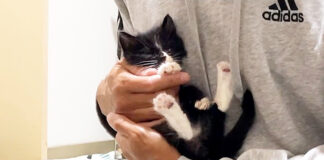 抱っこされると5秒で眠る子猫