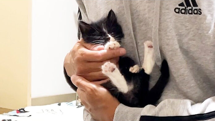 抱っこされると5秒で眠る子猫