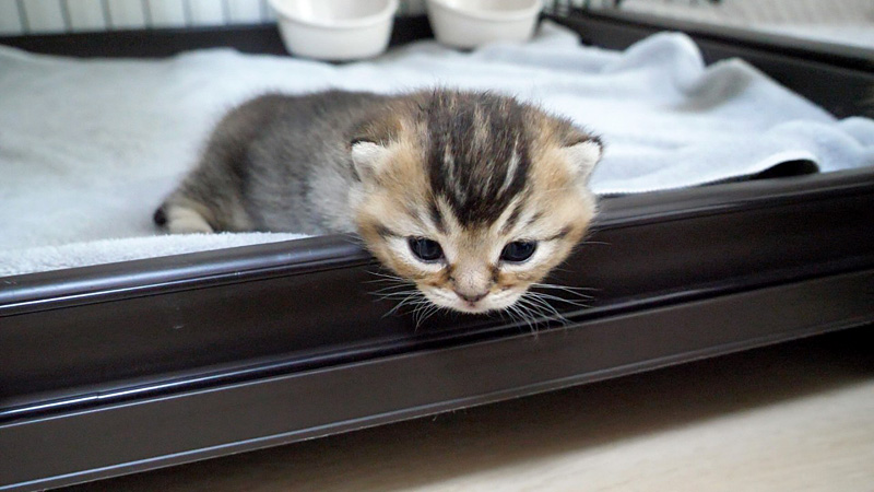 ケージから脱走しようとする子猫