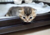 ケージから脱走しようとする子猫